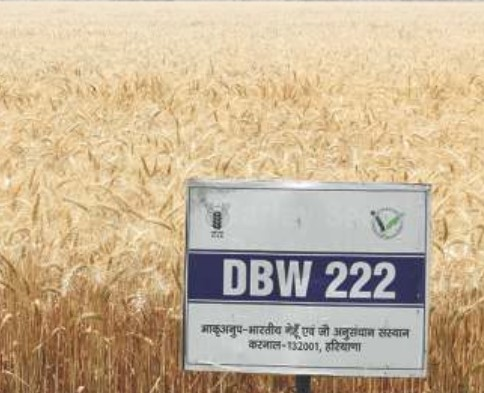DBW 222 (Karan Narendra)