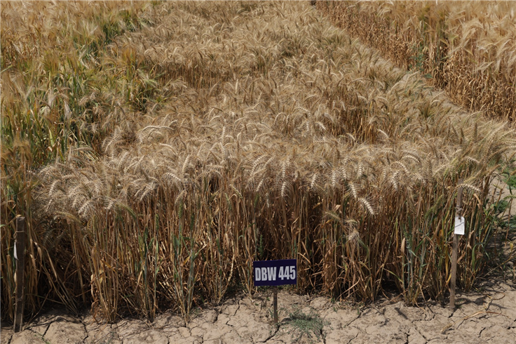 DBW 445-CZ-Early Sown