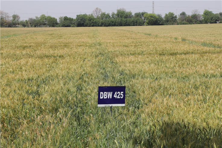 DBW 425 (Late Sown)-CZ