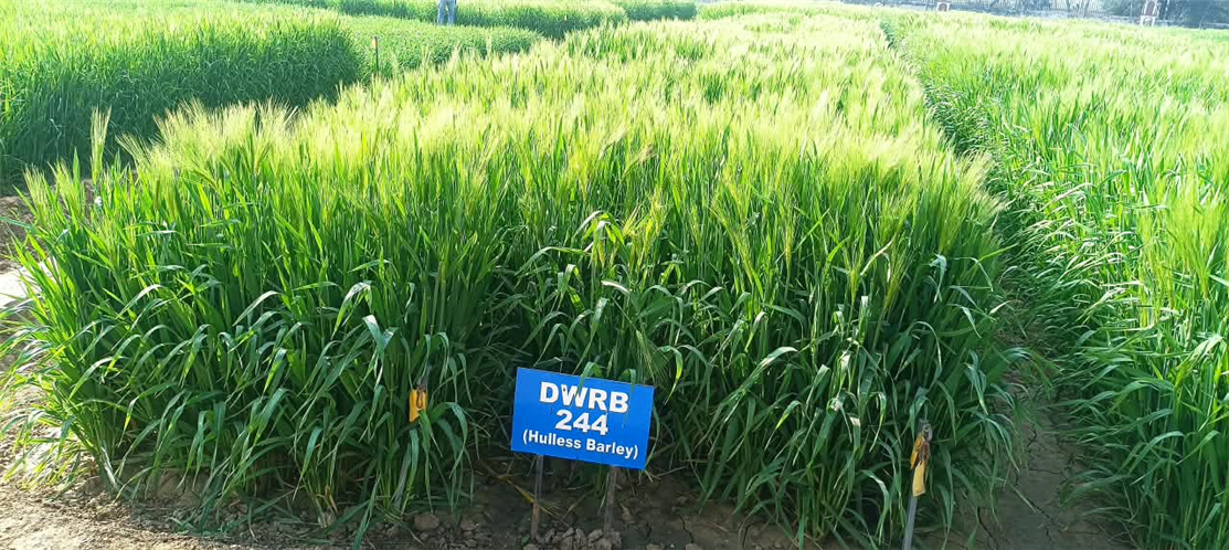 DWRB 244 (Huskless Barley)-NWPZ-Timely Sown