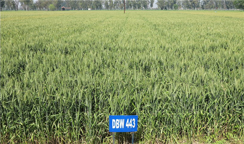 DBW 443-CZ-Timely Sown